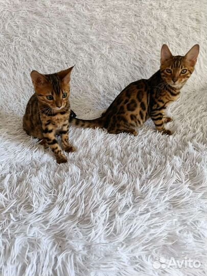 Бенгальская кошка