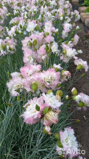 Гвоздика окс и зкс