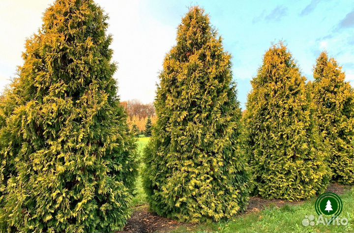 Туя Брабант на участок из своего питомника