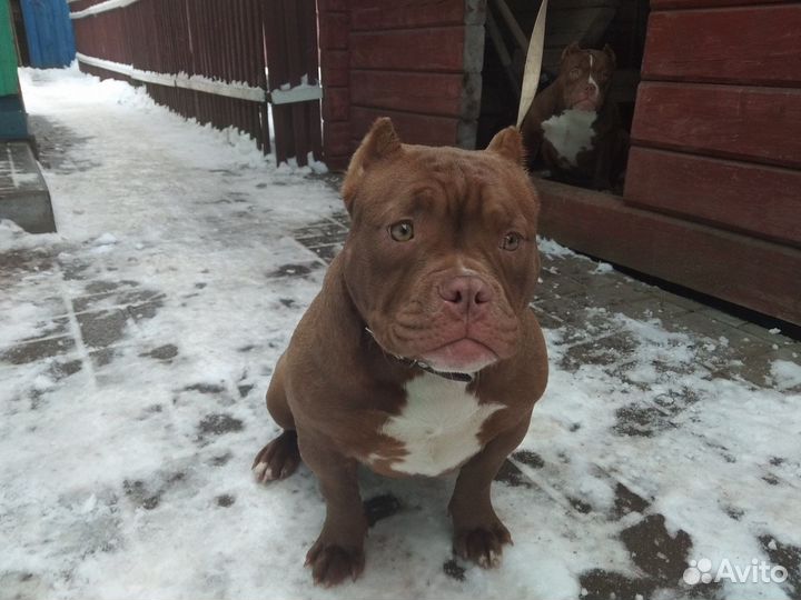 Американский булли девочки Покет