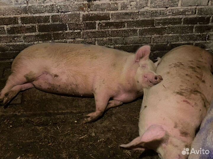 Продам свиней