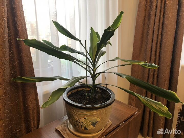 Пальма драцена