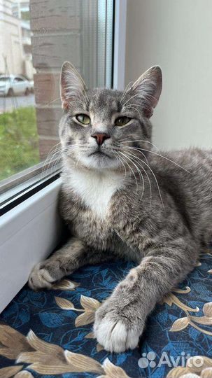 Котик ищет дом