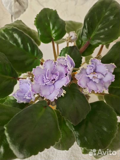 Сортовые фиалки