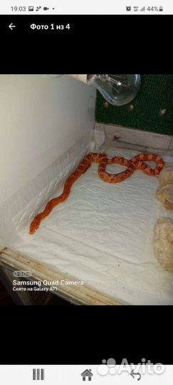 Маисовый полоз