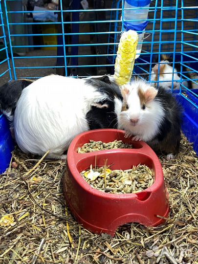 Морские свинки