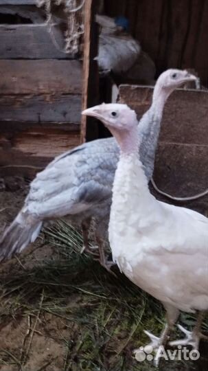 Индюки домашние возраст 4 месяца