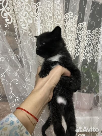 Котята ищут дом