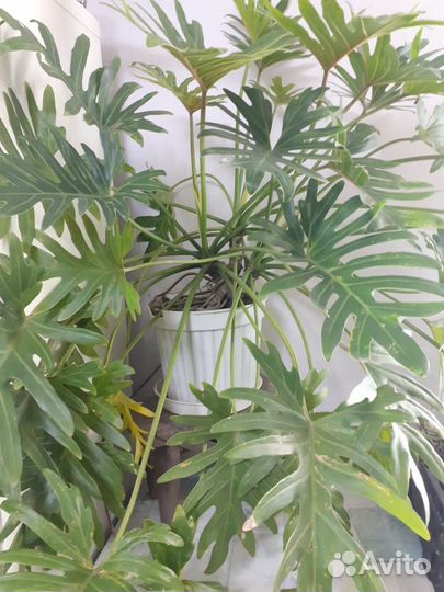 Продам цветы комнатные