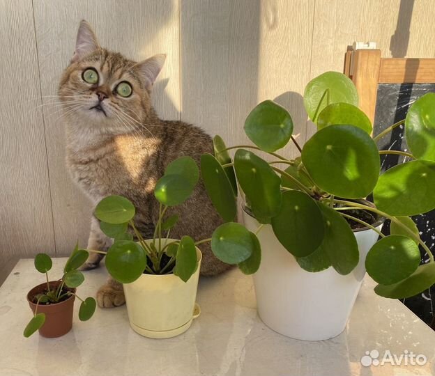 Пилея пеперомиевидная