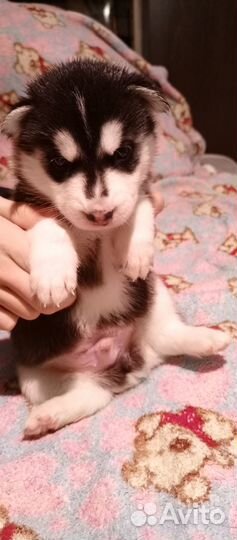 Щенки хаски