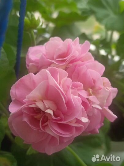 Пеларгония герань