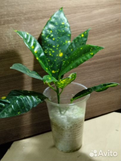 Кротон, аглаонема, аихризон (вариегатный)