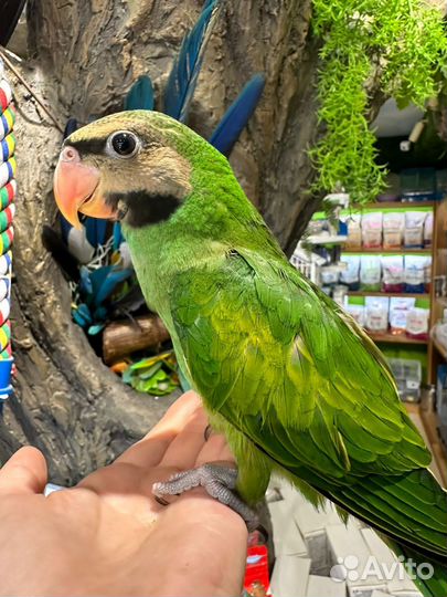 Попугай Вьетнамский кольчатый