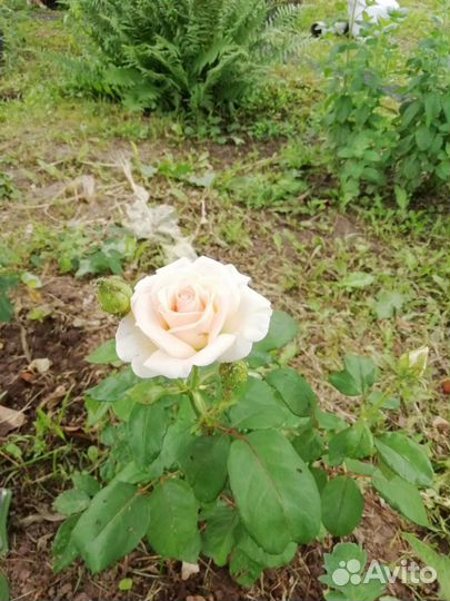 Кусты и саженцы роз