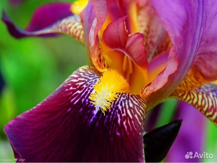 Ирисы: сибирский, бородатый, болотный