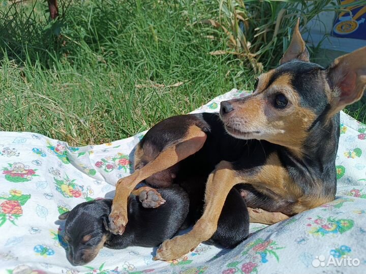 Мини той-терьер щенки