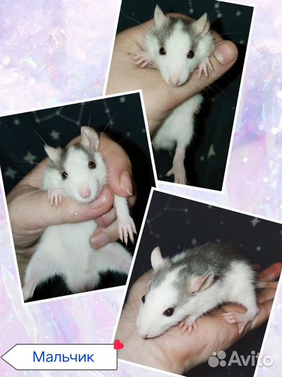 Декоративная крыса Дамбо и стандарт