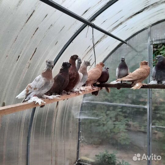 Таджикские и узбекские голуби