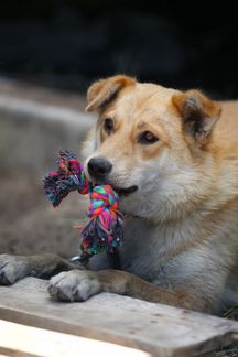 Рыжуля. Чудо-собака в добрые руки