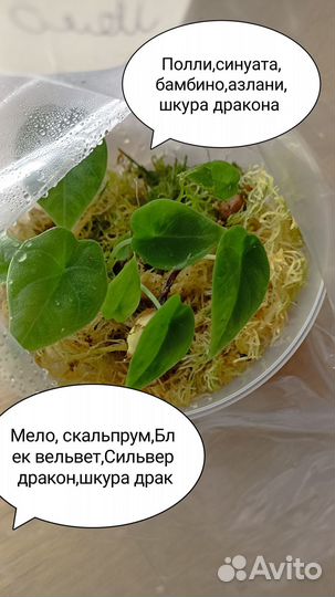 Алоказии