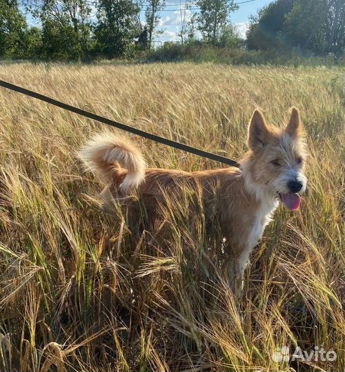 Собака в добрые руки маленькая порода