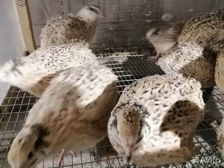 Перепела породы Феникс, перепелки-несушки на яйца