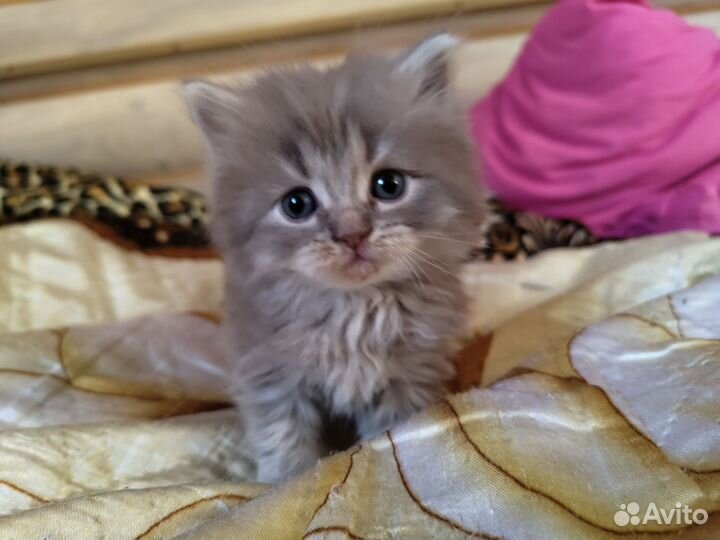 Персидские котята