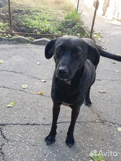 Кукла в поисках дома