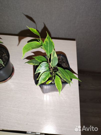 Фикус бенджамина