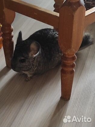 Шиншилла девочка