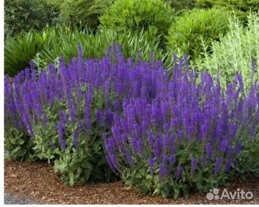 Садовые многолетние растения