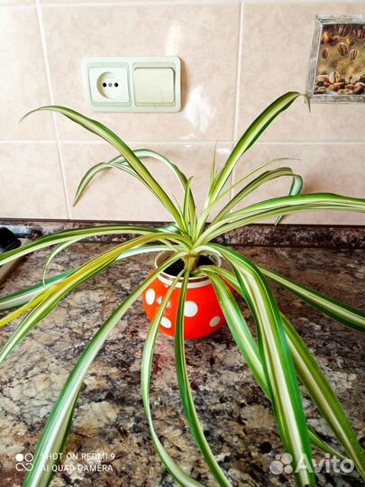 Хлорофитумы, красивые и разные