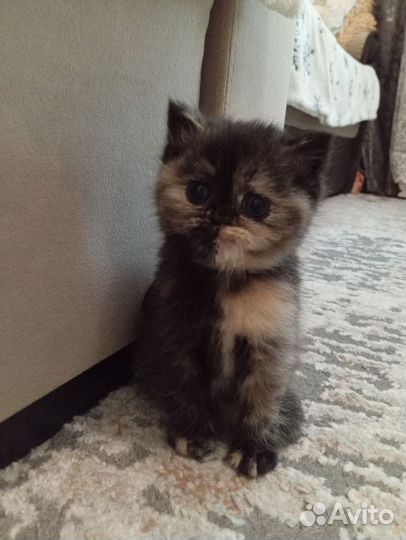 Британские котята шиншилла