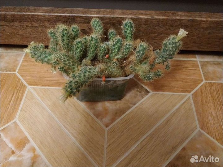 Кактусы и суккуленты