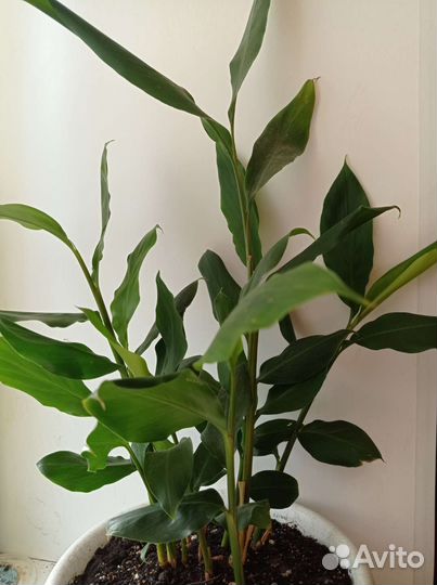 Кардамон настоящий