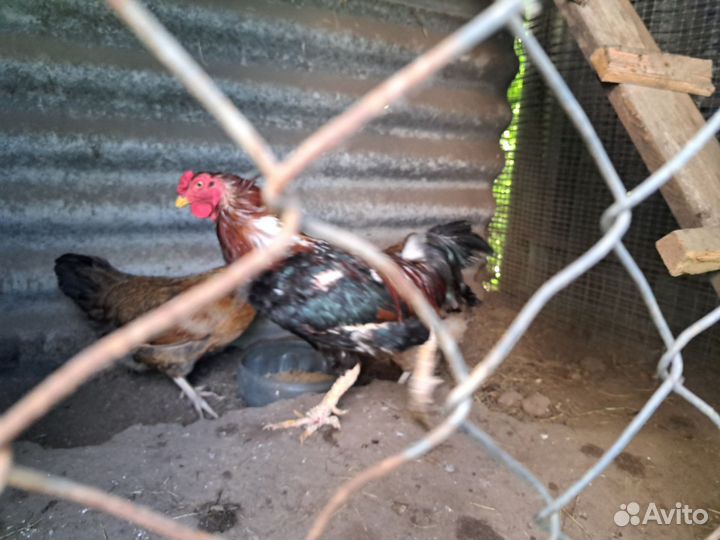 Куры молодки несушки