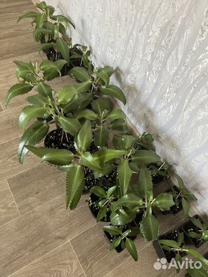 Каланхоэ лечебное