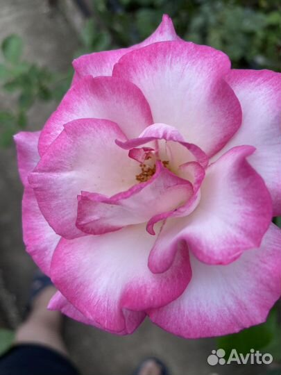 Роза Глория Дей