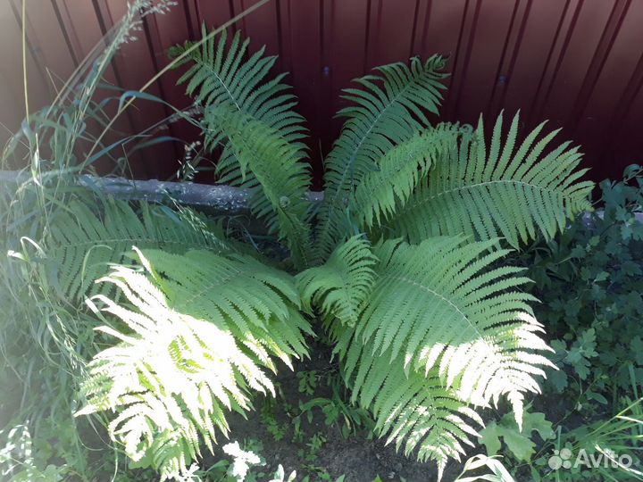 Папоротник, саженцы