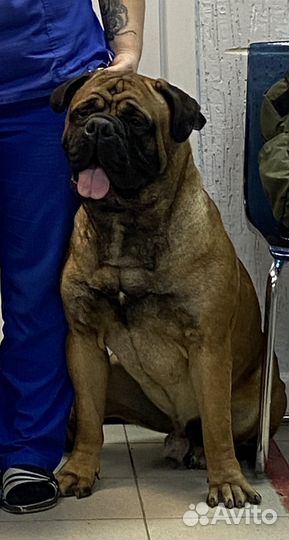 Бульмастиф