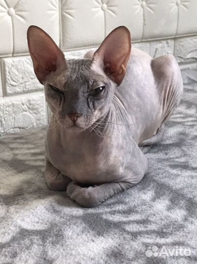 Вязка кошки