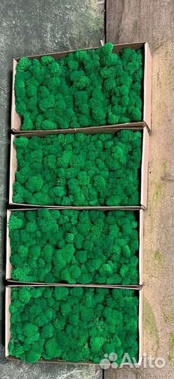 Стабилизированный мох для панно