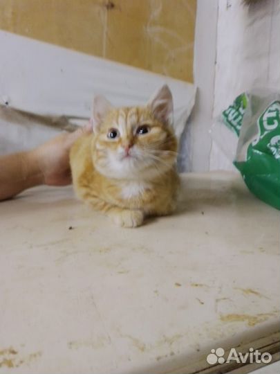 Рыжий котенок