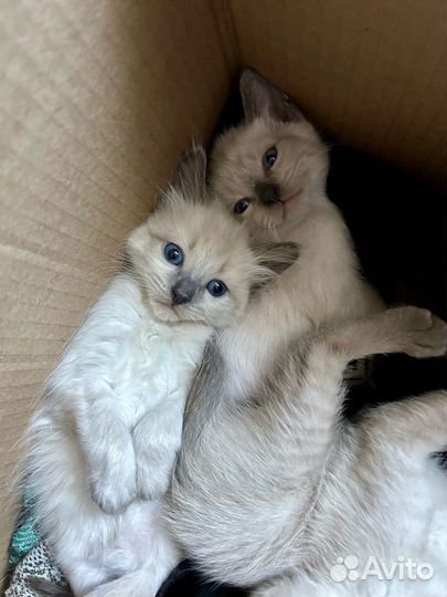 Котята в добрые руки