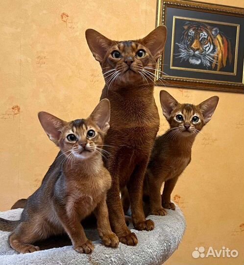 Абиссинские котята (котики)