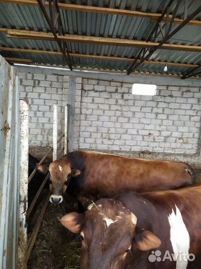 Бык Племьяной Лимузин