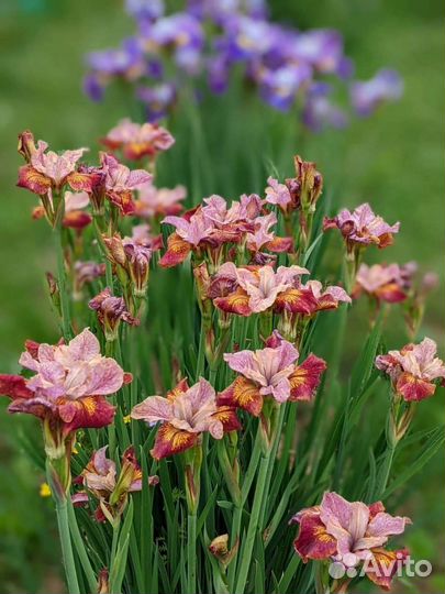 Ирис сибирский