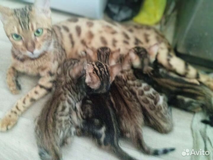 Бенгальские котята