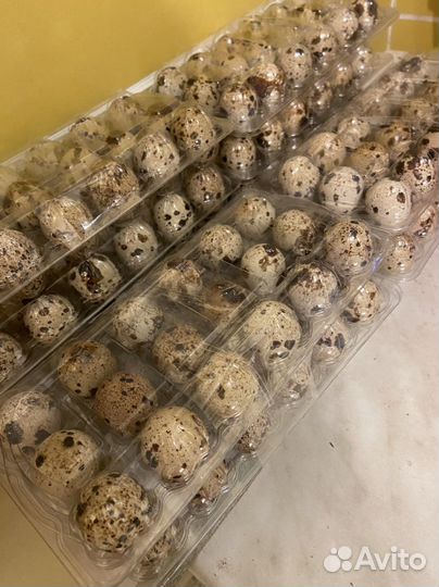 Яйца перепелиные, Инкубационное яйцо перепелов